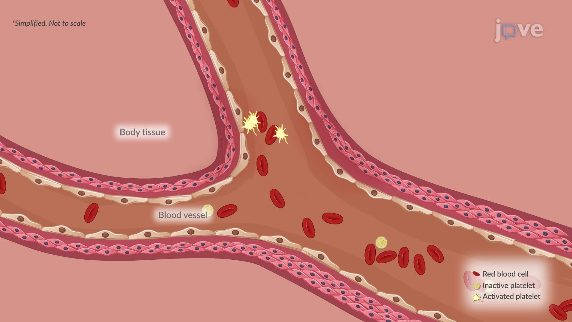 Acute Inflammation III: Local and Systemic Effects