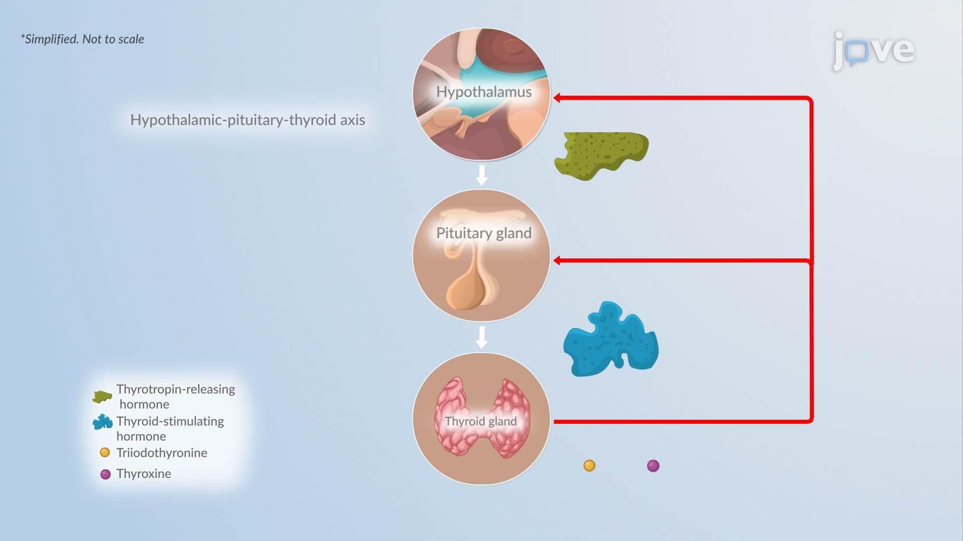 Hyperthyroidism I: Introduction