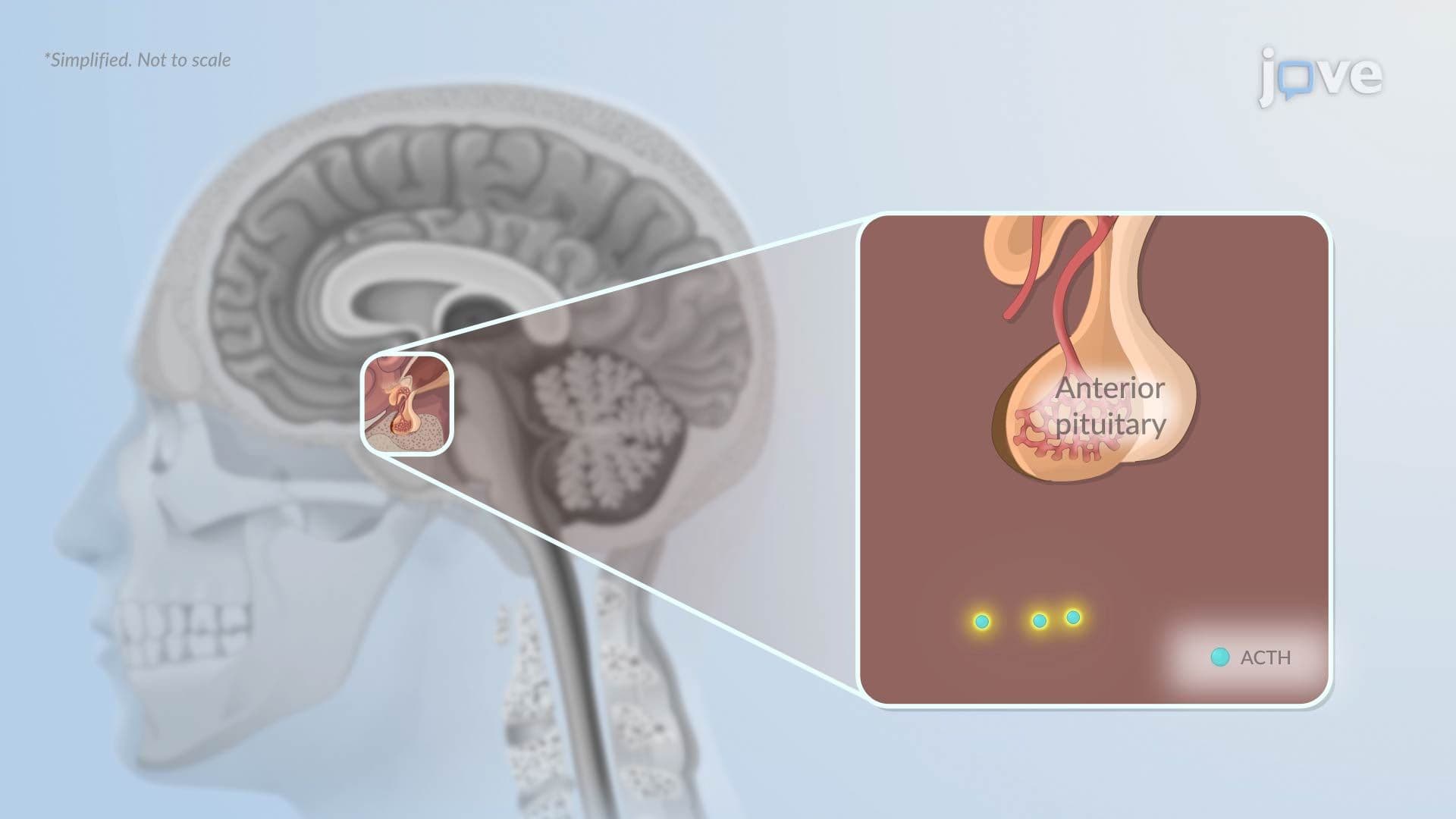 Cushing Syndrome II: Pathophysiology