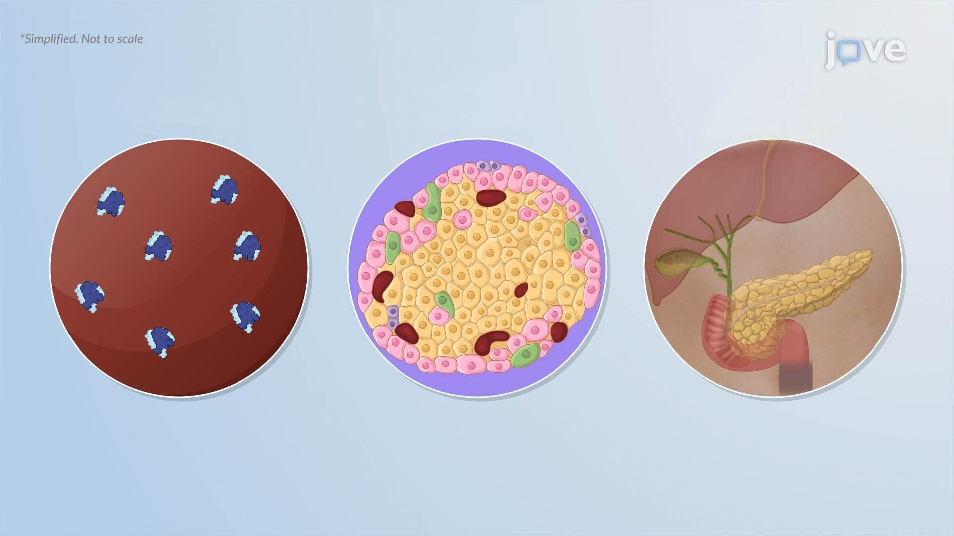 Diabetes Mellitus: Introduction