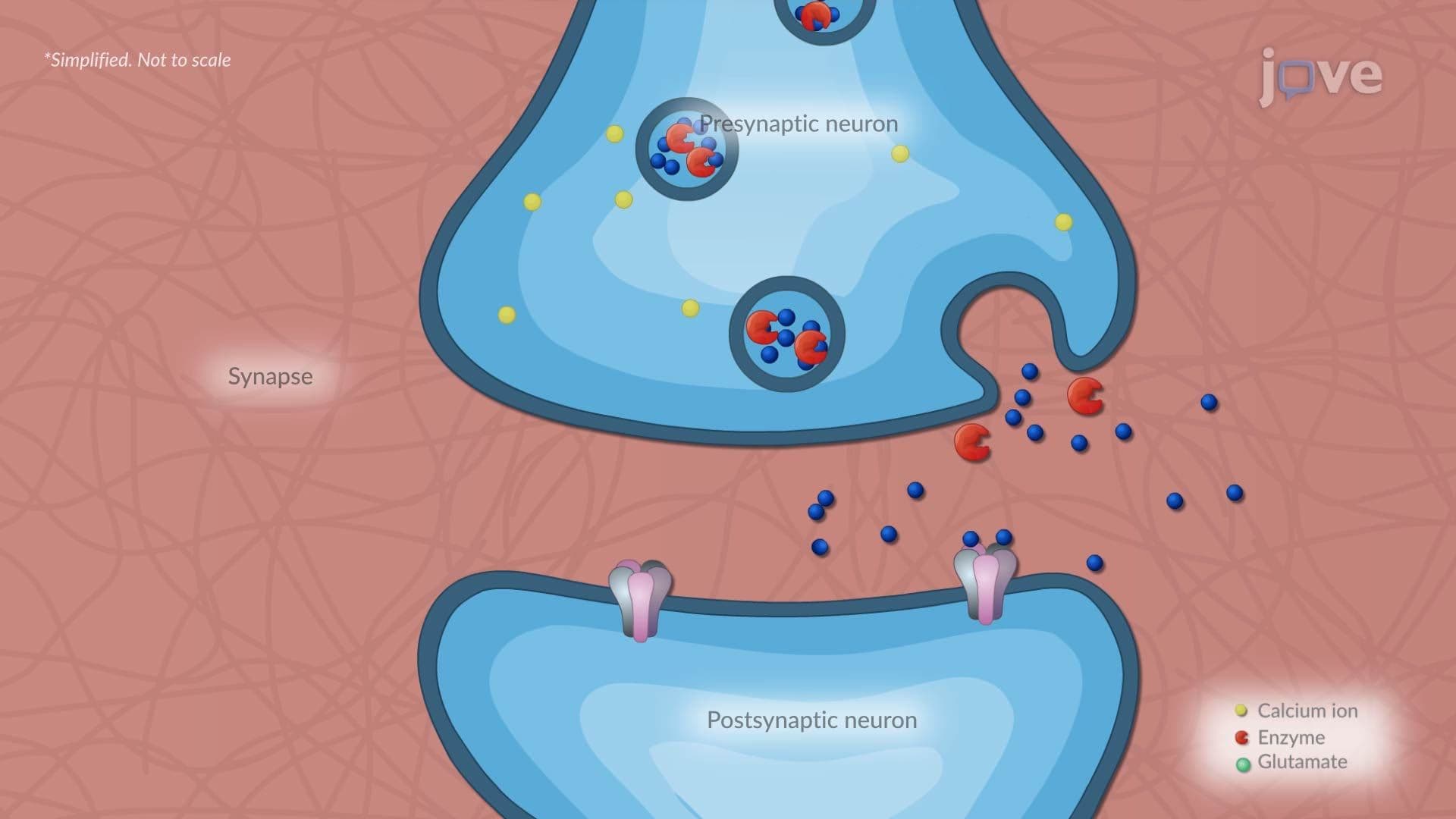 Ischemic Stroke ll: Pathophysiology