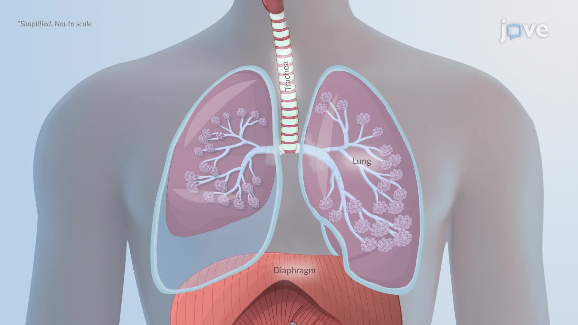 Atelectasis II: Pathophysiology