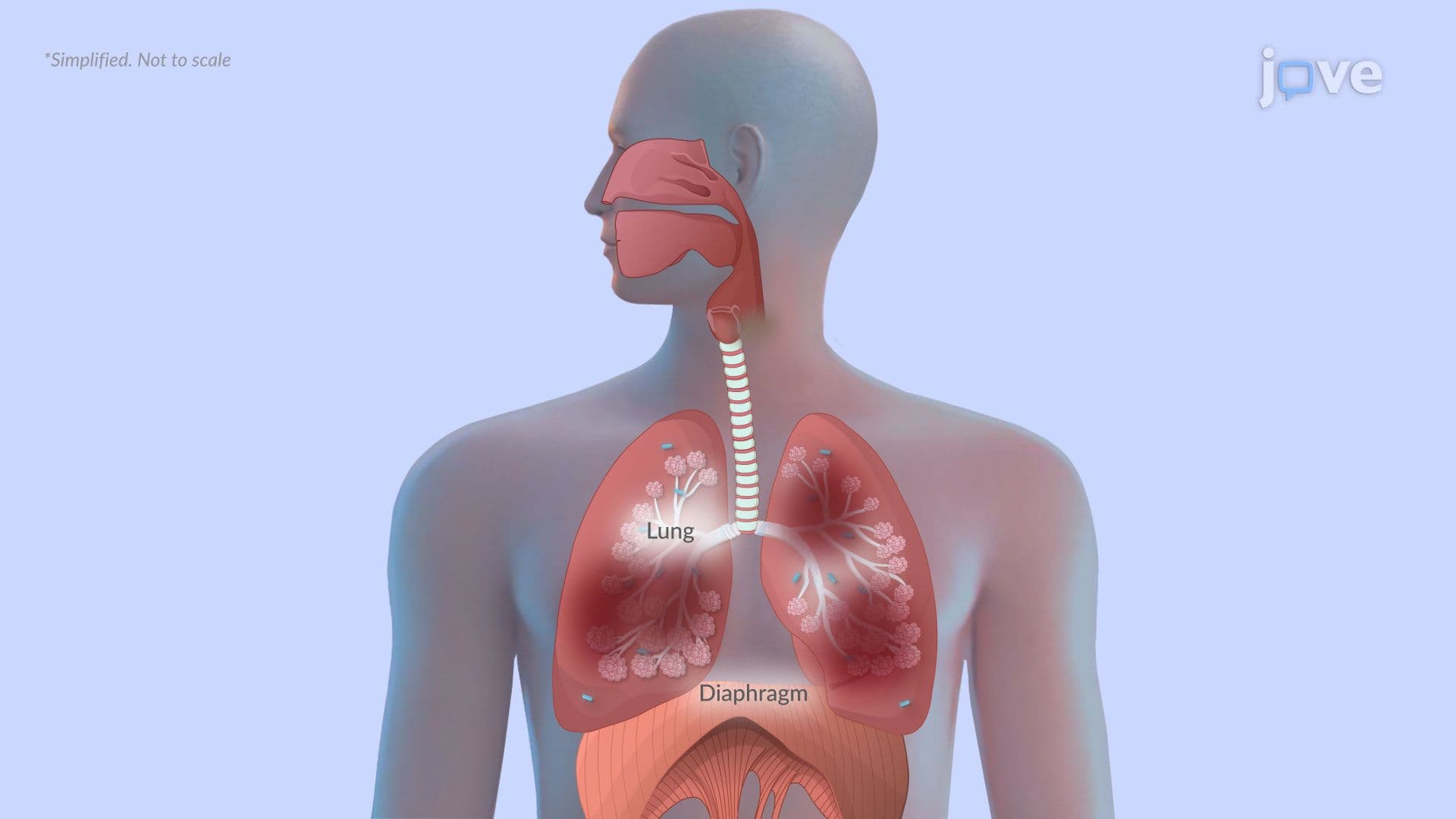 Chronic Obstructive Pulmonary Disease I: Introduction