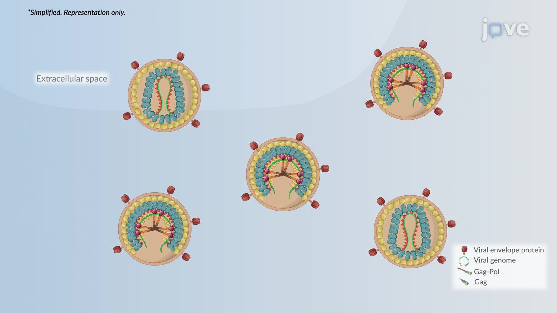 Inhibitors of Virion Maturation and Assembly