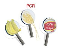 Testing For Genetically Modified Foods