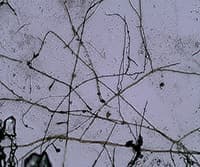 Visualizing Soil Microorganisms via the Contact Slide Assay and Microscopy