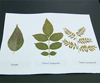 Tree Identification: How To Use a Dichotomous Key