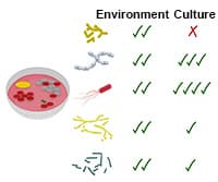 Detecting Environmental Microorganisms with the Polymerase Chain Reaction and Gel Electrophoresis