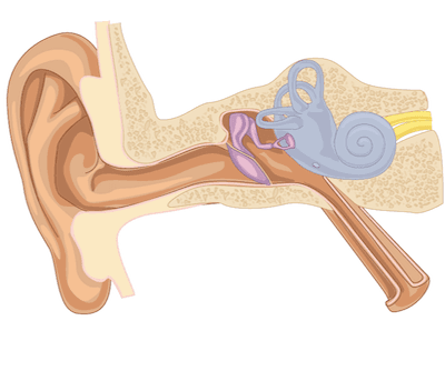 Ear Exam