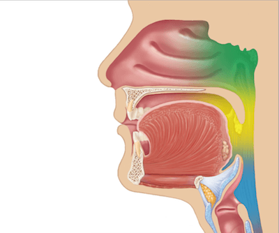 Nose, Sinuses, Oral Cavity and Pharynx Exam