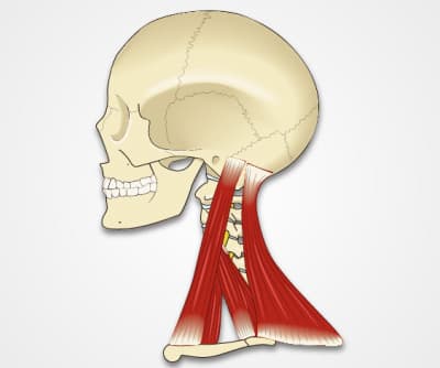 Neck Exam