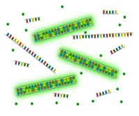 Quantifying Environmental Microorganisms and Viruses Using qPCR