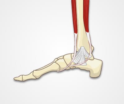 Ankle Exam