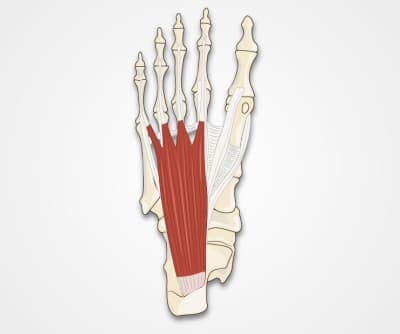 Foot Exam