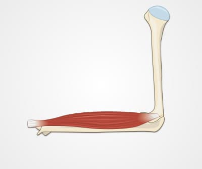 Elbow Exam