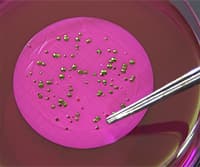 Isolation of Fecal Bacteria from Water Samples by Filtration