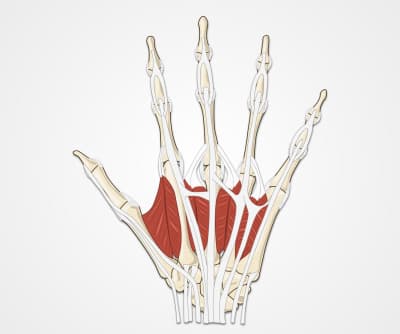 Wrist and Hand Examination