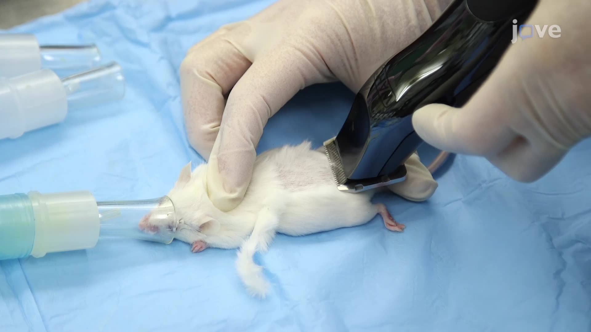 Considerations for Rodent Surgery