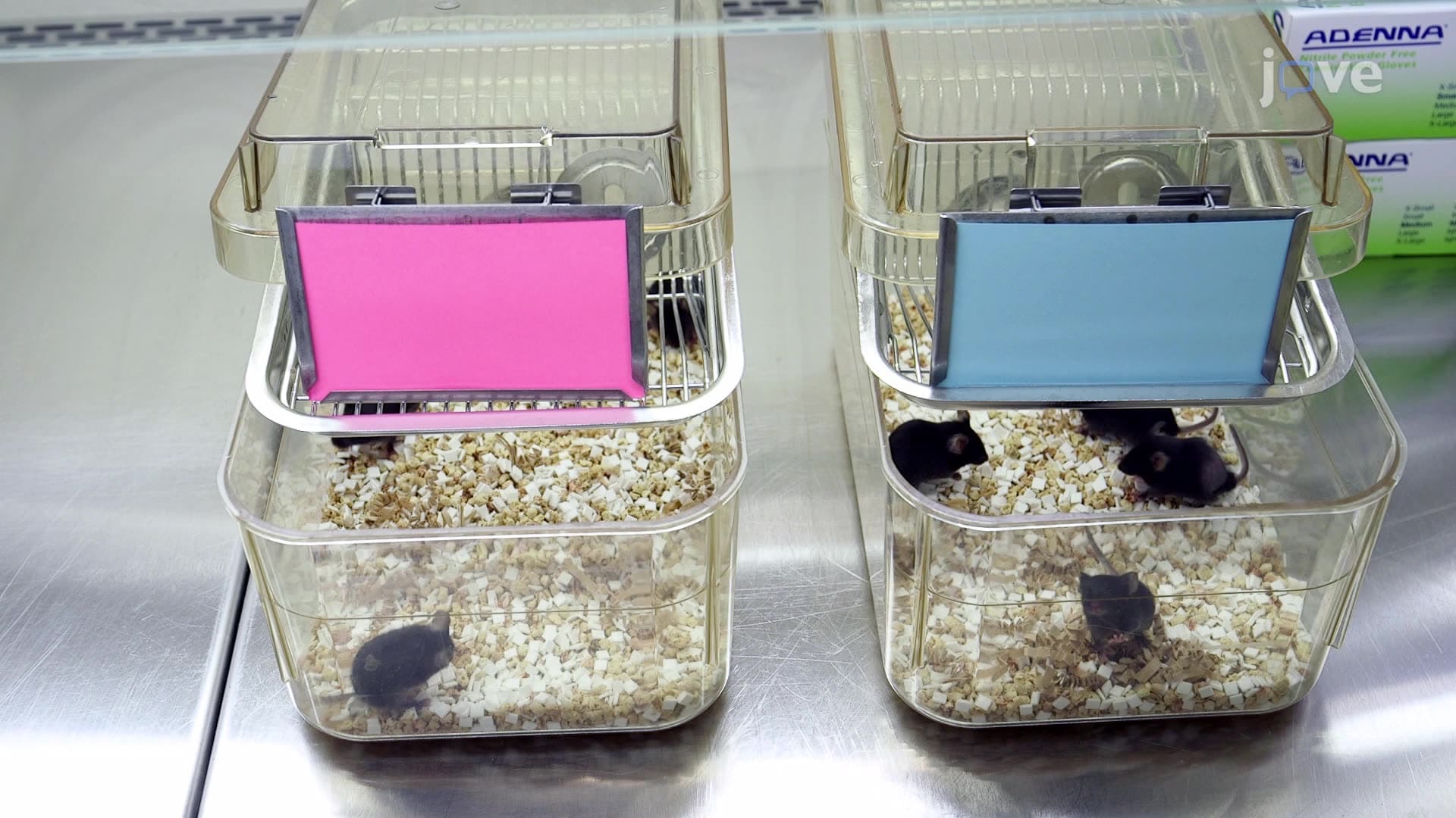 Fundamentals of Breeding and Weaning