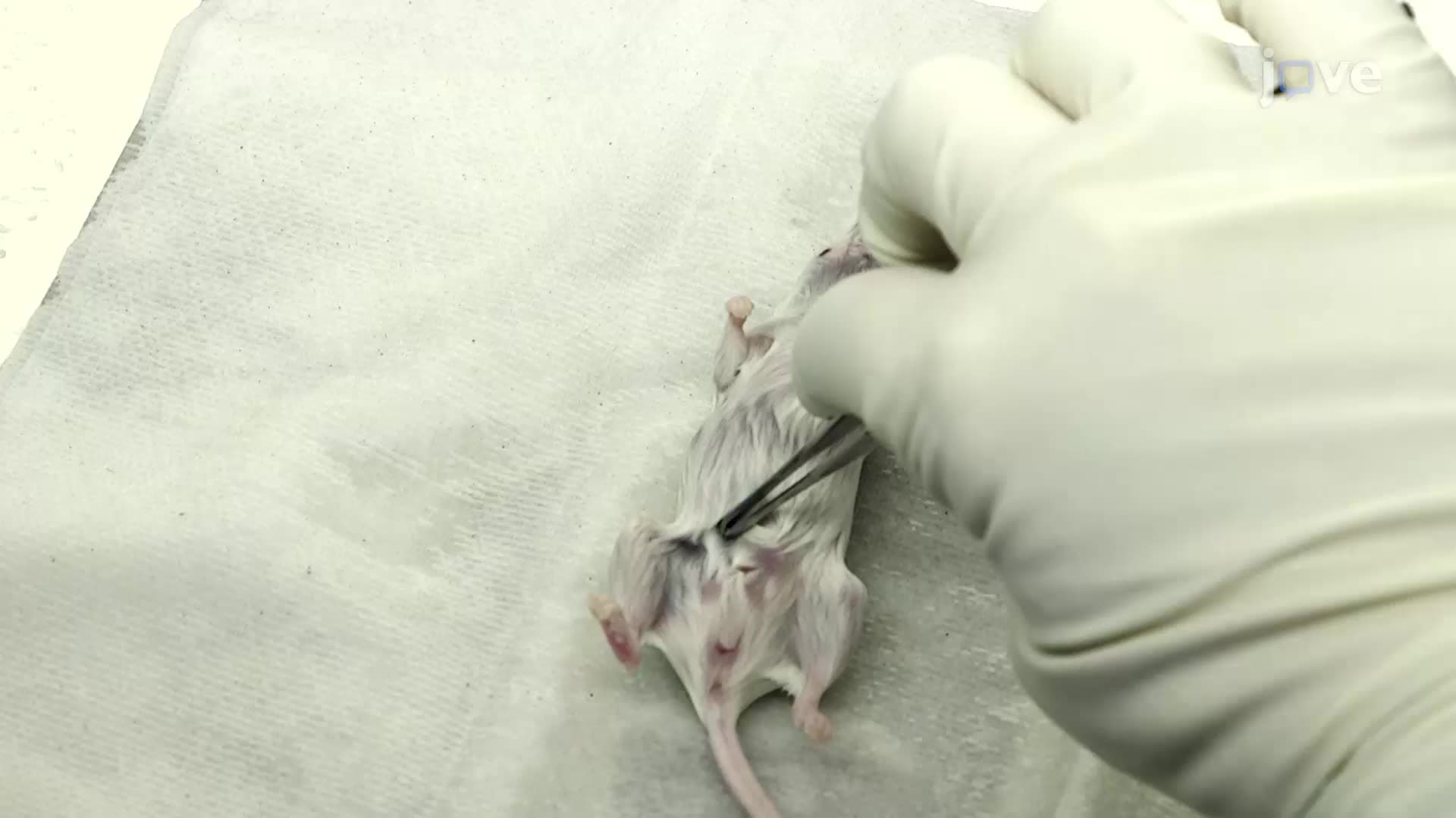 Sterile Tissue Harvest