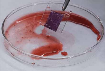 Dye-sensitized Solar Cells