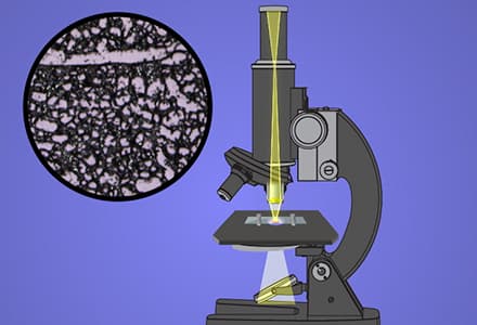 Imaging Biological Samples with Optical and Confocal Microscopy