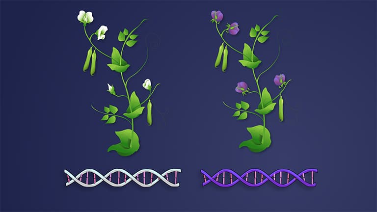 Genetics of Organisms