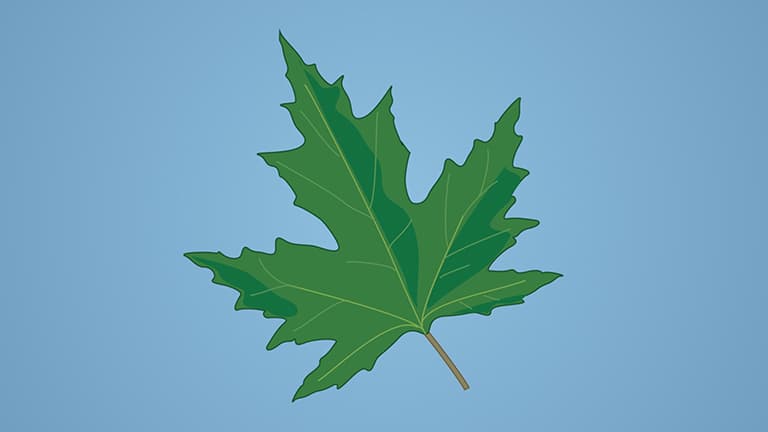Photosynthesis