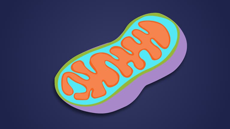 Cellular Respiration