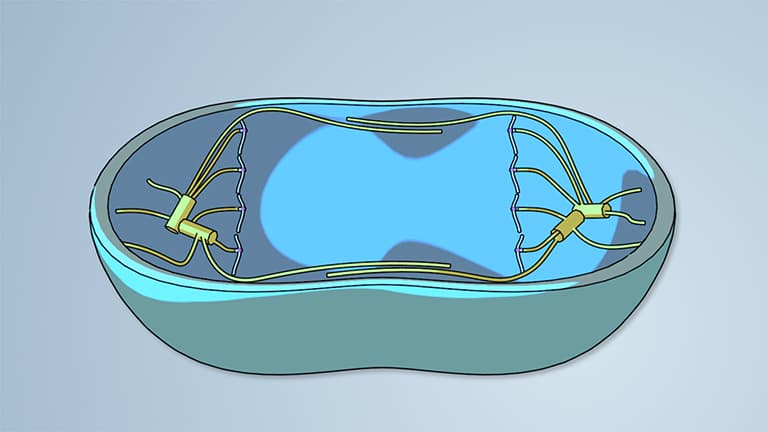 Cell Division