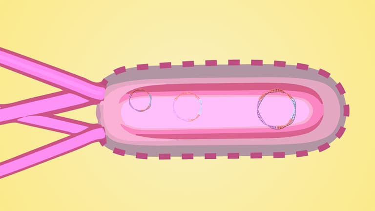 Bacterial Transformation