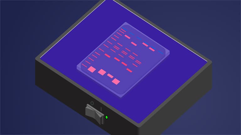 DNA Isolation and Restriction Enzyme Analysis