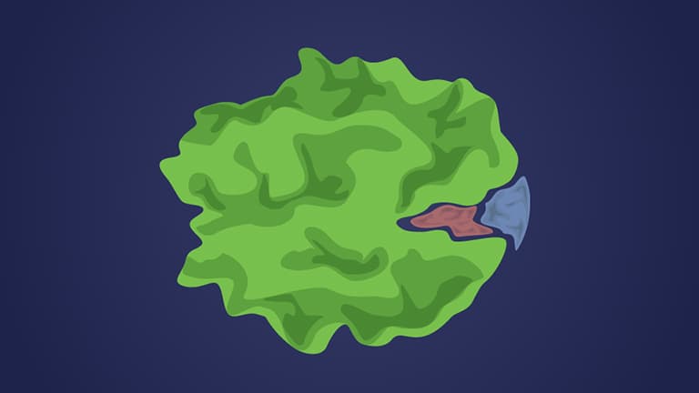 Enzyme Activity