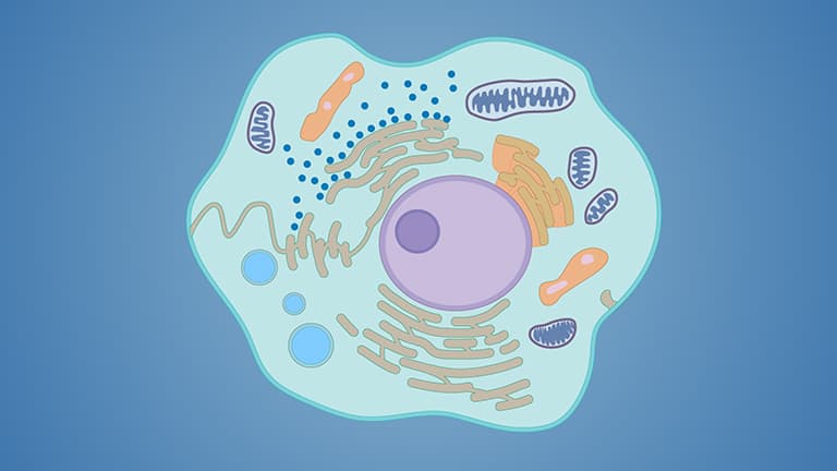 Cell Structure