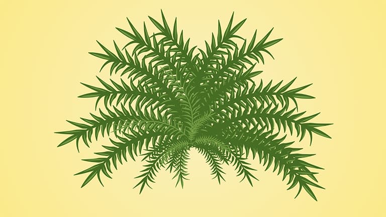 Plant Diversity