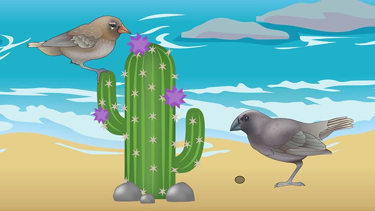 Animal Diversity