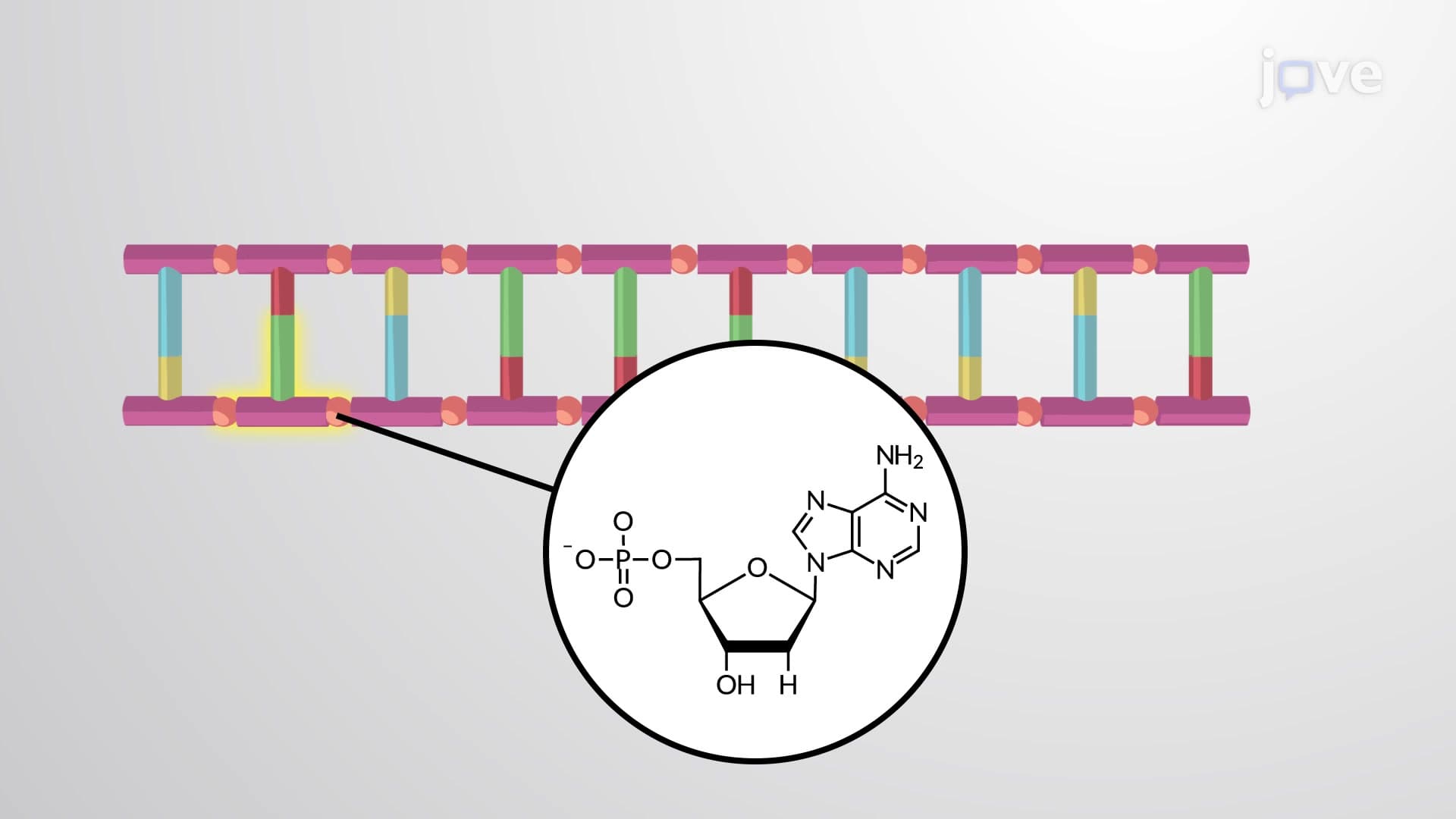 Nucleic acids