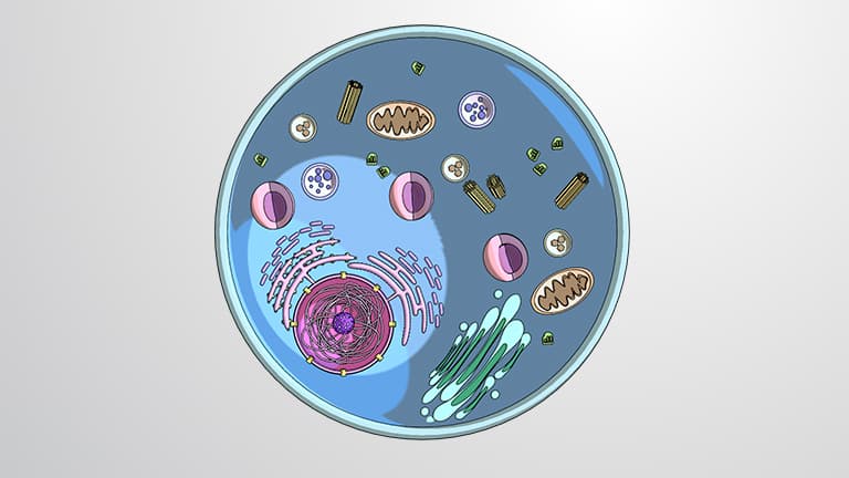 Eukaryotic Compartmentalization