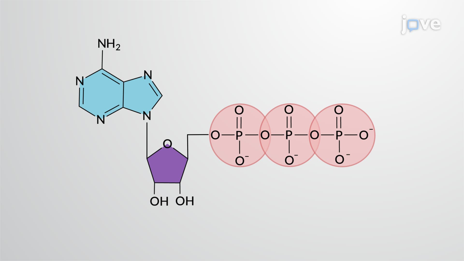 Hydrolysis of ATP