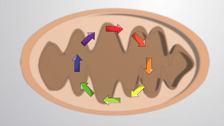 The Citric Acid Cycle
