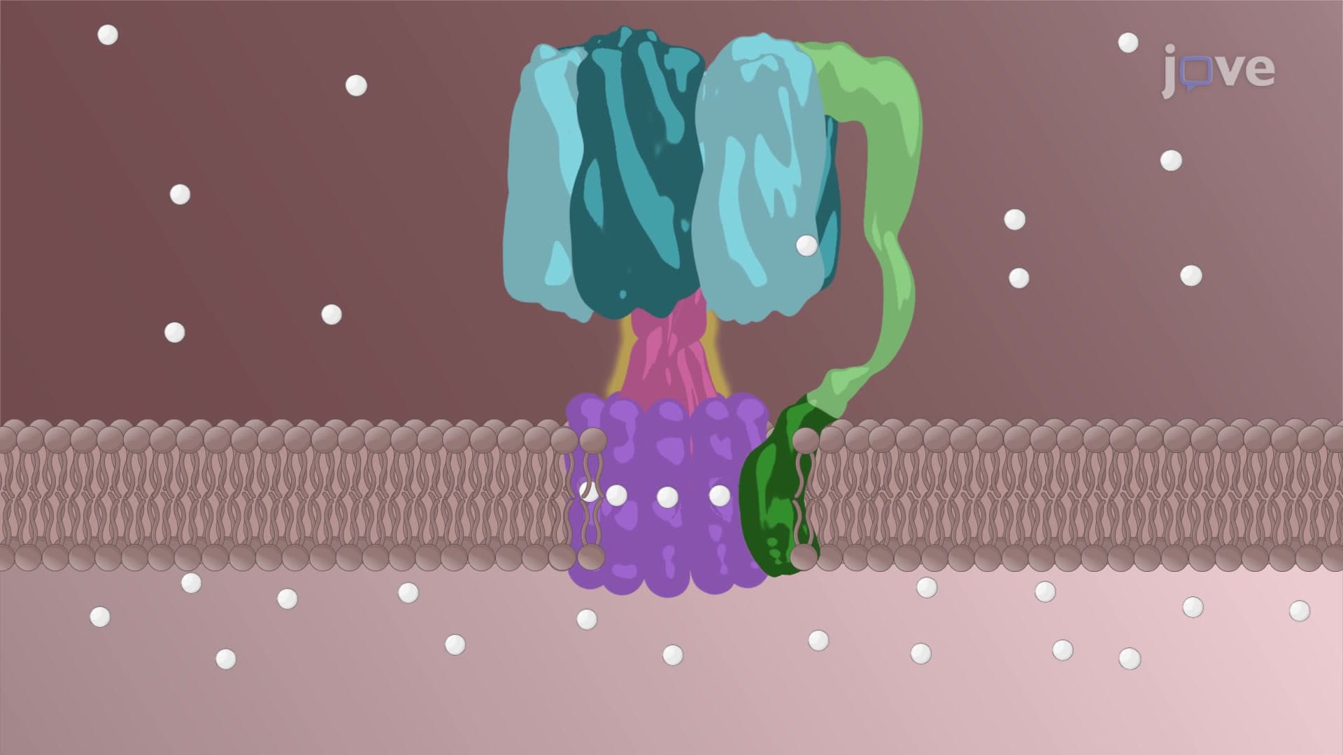 Chemiosmosis