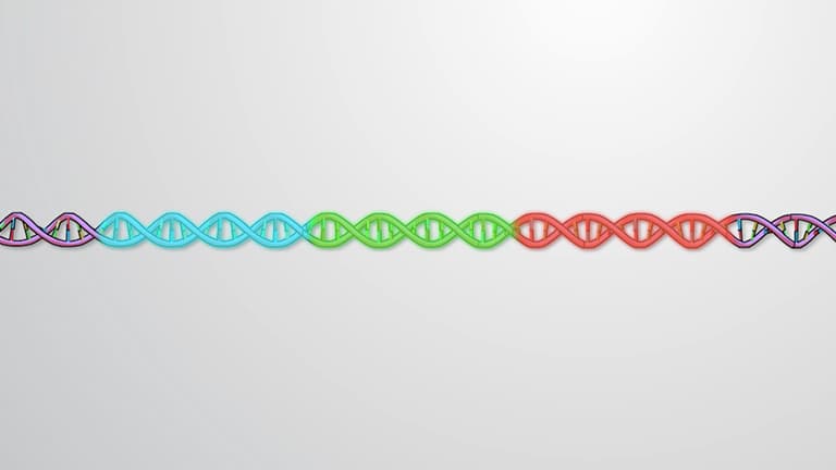 Organization of Genes