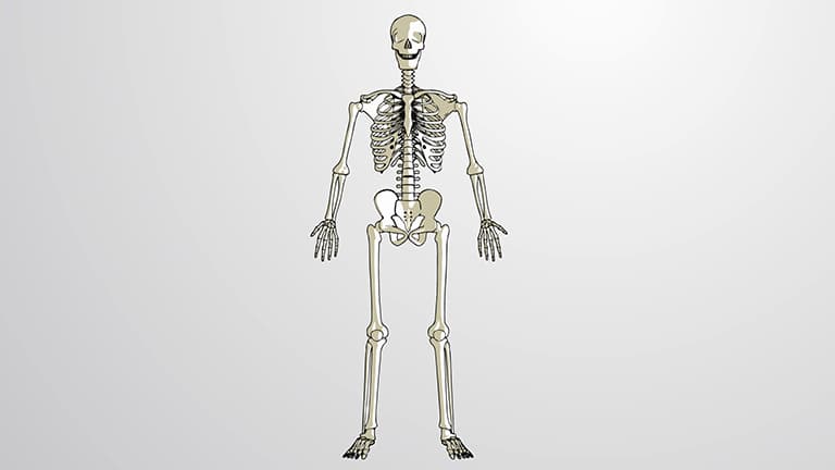 What is the Skeletal System?