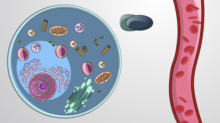 Intracellular Hormone Receptors