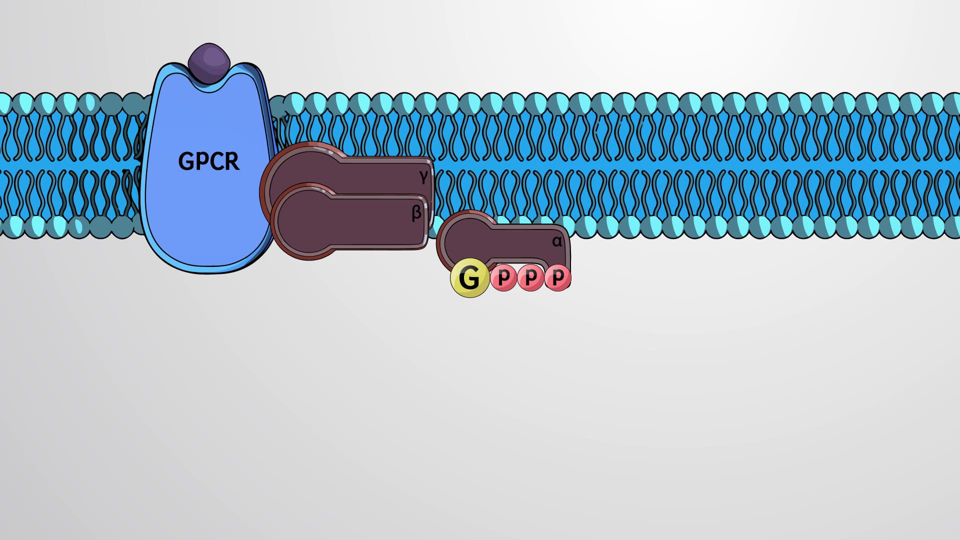 Cell-surface Signaling