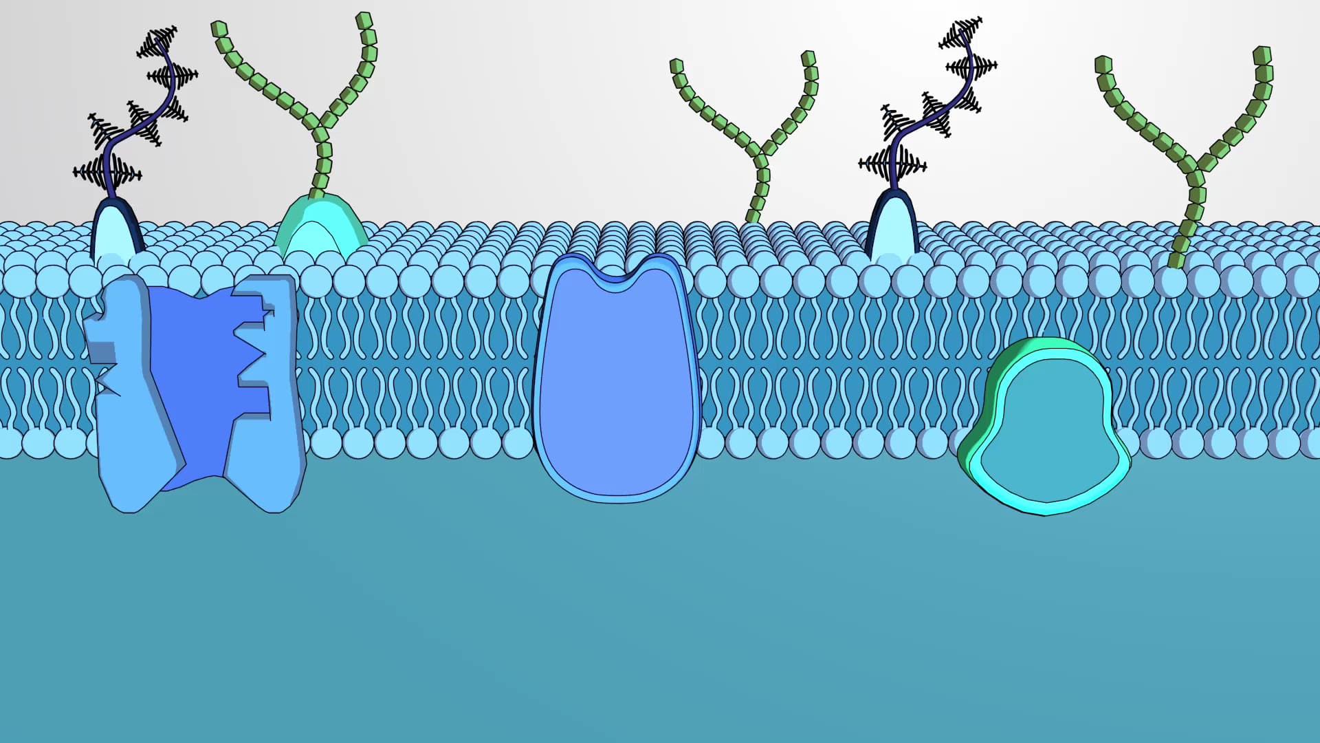 What are Membranes?