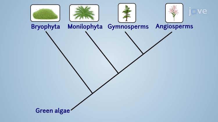 Water lily complete genomes illuminate the innovations of water lilies ...