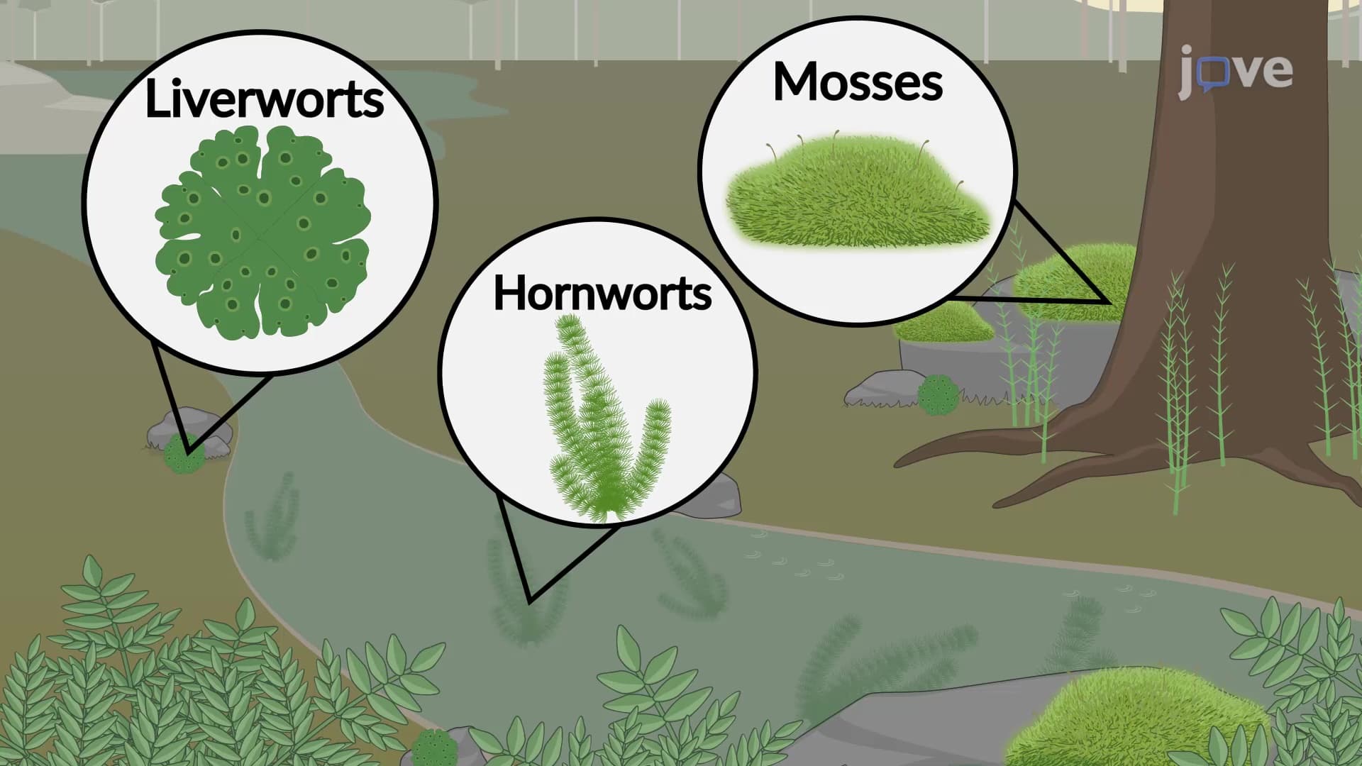 Water lily complete genomes illuminate the innovations of water lilies ...