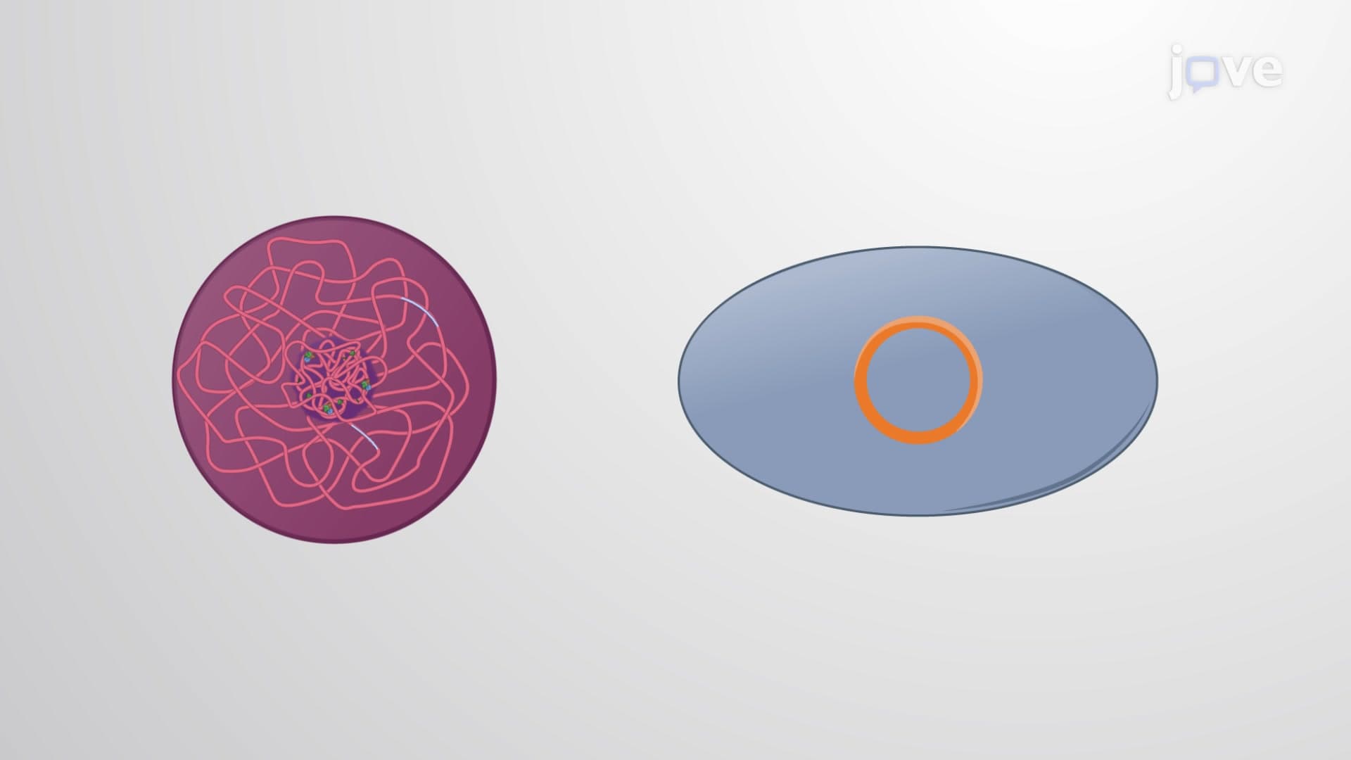 Export of Mitochondrial and Chloroplast Genes