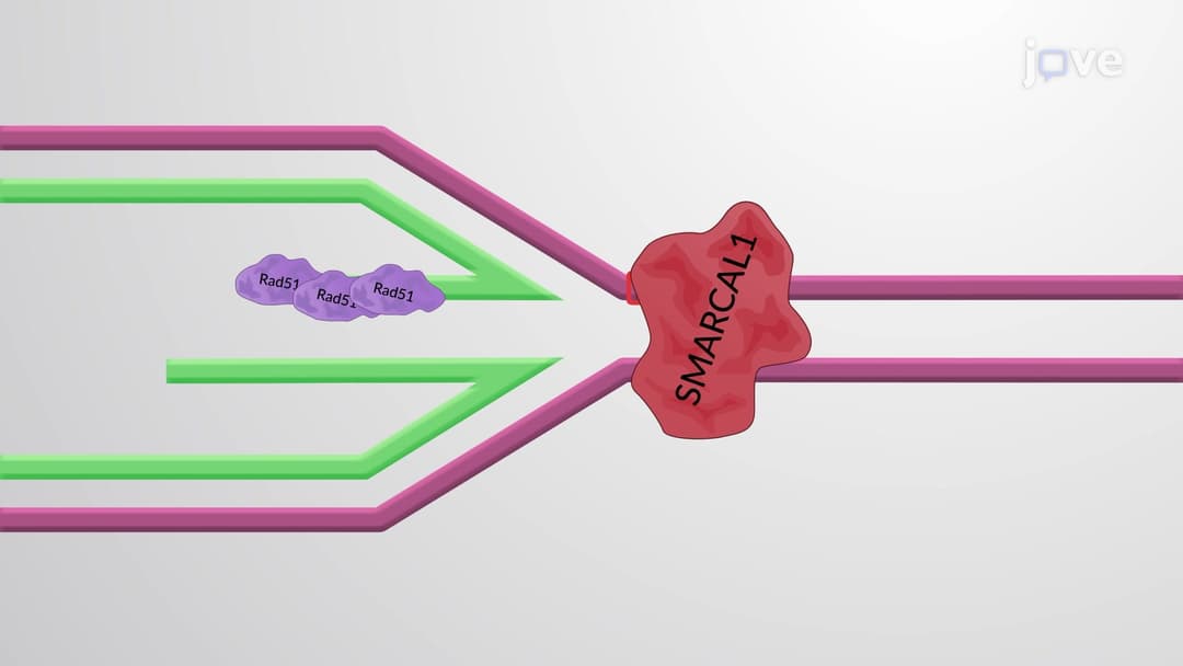 Protein-templated synthesis of dinucleotide repeat DNA by an antiphage ...